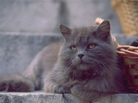 Gray Persian Cats - Photo Gallery