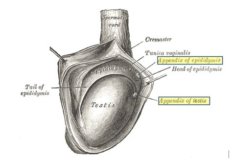 Testicular Torsion | Urology | Surgery | Geeky Medics