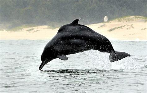 Atlantic Humpback Dolphin – "OCEAN TREASURES" Memorial Library