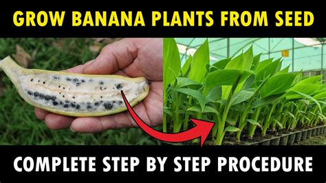 21+ Banana Seeds For Planting | ShushanahHerman