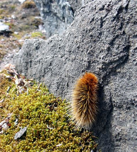 Arctic Woolly Bear Moth Facts and Adaptations - Gynaephora groenlandica