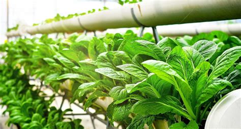 8 Farms Using Aquaponics To Sustainably Grow Food — AGRITECTURE