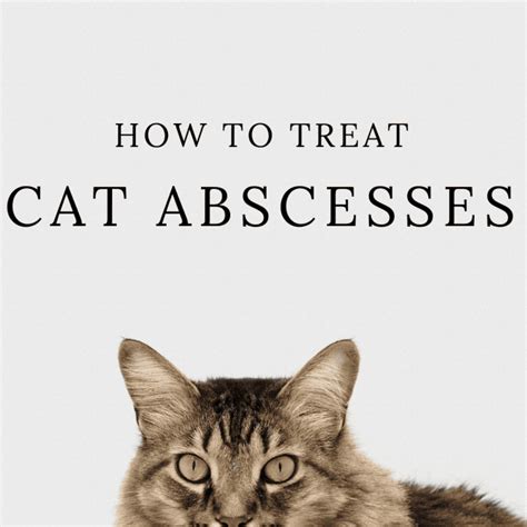 How to Treat Cat Abscesses at Home - PetHelpful