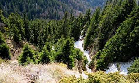 Romania to Protect Some of Europe's Last Virgin Forests - Industry Tap