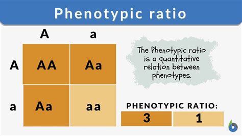 Genotype Vs Phenotype Eyes