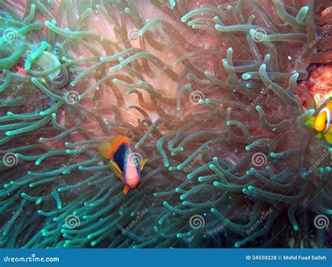 Anemonefish or Clown fish stock photo. Image of beautiful - 34550228