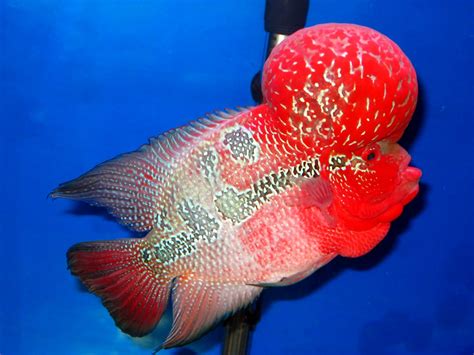 Flowerhorn The Hybrid Cichlids: Master Piece - Monster Kok Super Red ...