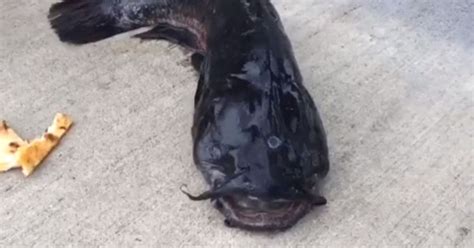 Was a 3-Eyed Catfish Really Caught in the Gowanus Canal?