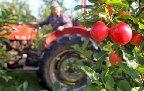 Fruit Farming: Tips On How To Ensure Healthy Tree Growth :: YardYum - Garden Plot Rentals