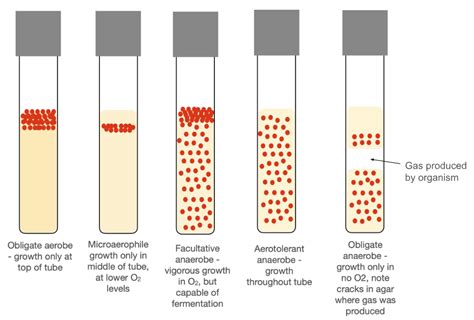 15: Oxygen Requirements - Biology LibreTexts