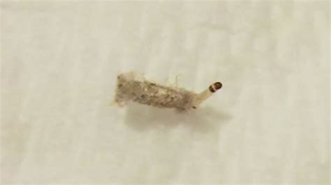 Carpet Moth Larvae On Walls | Review Home Co