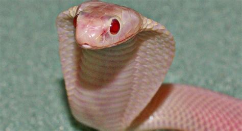 Zoo officials report newly captured albino cobra is "significantly ...