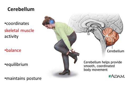 Scoliosis Exercises: How to Reverse Curves and Eliminate Pain.