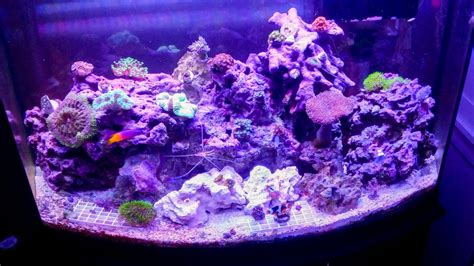 QUESTION OF THE DAY - The best corals for a nano tank! What corals do ...