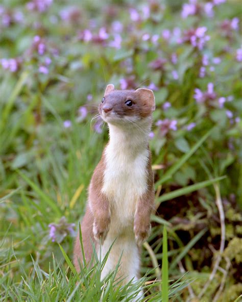 25 Stoat Pictures Because They're The Cutest Little Predators