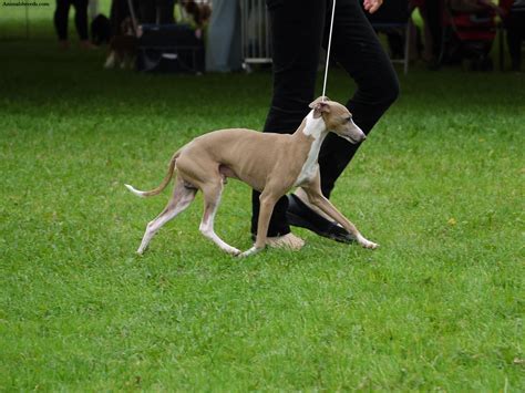 Italian Greyhound - Puppies, Rescue, Pictures, Information, Temperament, Characteristics ...