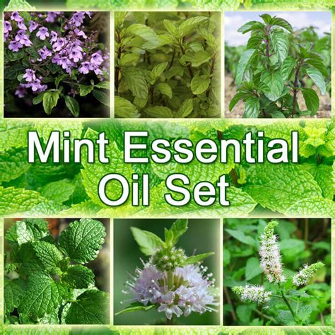 Mint Essential Oil Set, 15 mL-EOMNTSET15