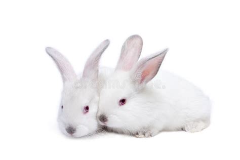 Two Cute White Isolated Baby Rabbits Stock Photo - Image of ...