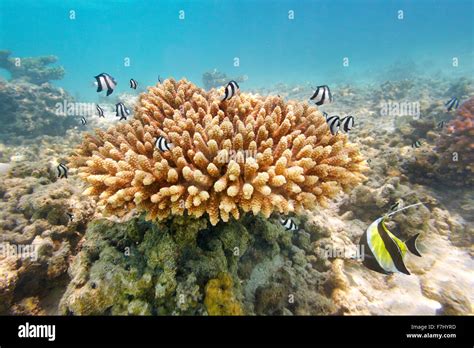 Maldives Island - shallow coral reef Stock Photo - Alamy