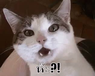 แมวตกใจ เหวอ GIF - Shocking Cat ShockedCat - Discover & Share GIFs