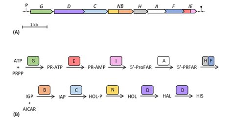 Schematic representation of the gene structure of the his operon of E.... | Download Scientific ...