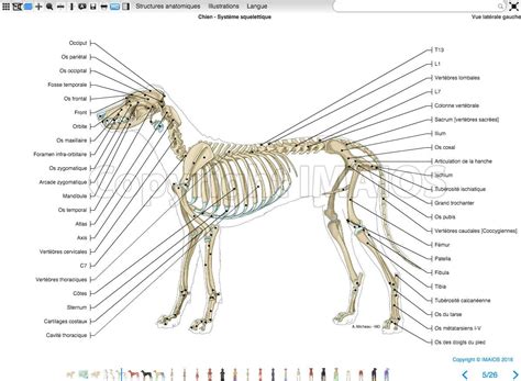 Labeled atlas of anatomy: illustrations of the dog: Bones - Skeletal ...