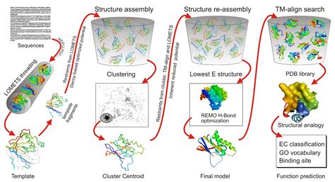 I-TASSER server for protein structure and function prediction