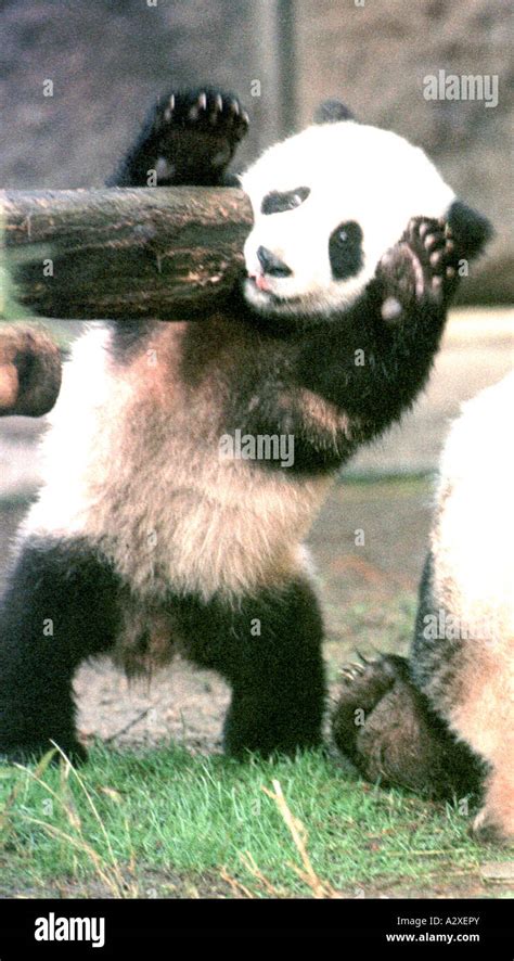 Baby Panda at play with mother Stock Photo - Alamy