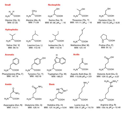 Monomer Structure Of Proteins