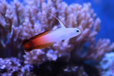 Dartfish Saltwater Fish Species | Tank Facts