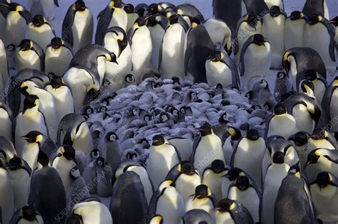 Emperor penguin creche of chicks huddling - Stock Image - C041/0915 - Science Photo Library