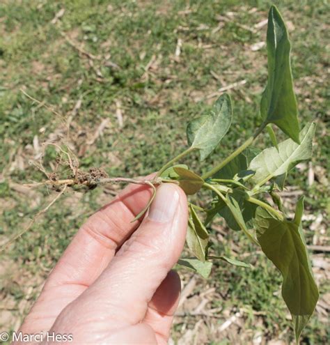 Bindweeds - Driftless Prairies: Native Ecosystems