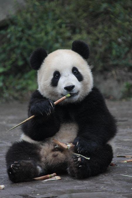 A baby Panda eating bamboo. | Baby panda, Panda