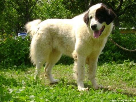 Romanian "Bucovina Shepherd" Dog, Caine Ciobanesc de Bucovina, Bukovina ...