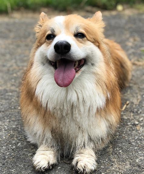 Corgi done playing. : r/aww