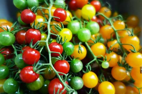 17 of the Best Cherry Tomatoes to Grow | Gardener’s Path