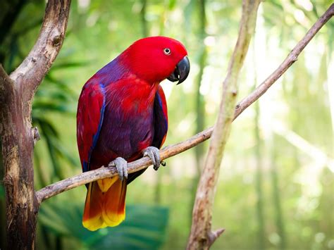 How Long Do Eclectus Parrots Live? | Birdfact