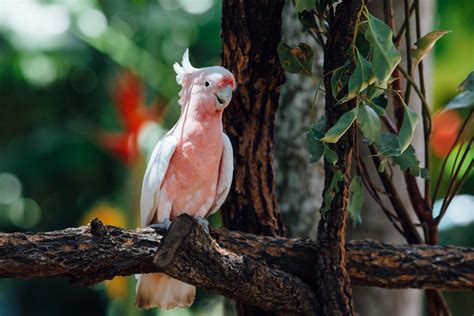 Cockatoo Species and Breed Information | UK Pets