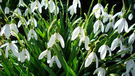 spring snowdrops wallpaper - Flowers Photo (32897803) - Fanpop