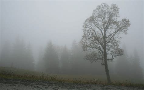 Enchanted Fog: A Serene Nature HD Wallpaper