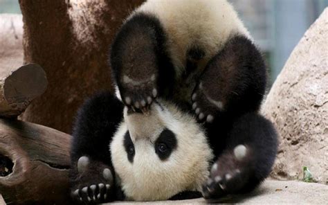 Baby Panda Bear Wallpaper (57+ images)