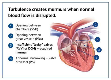 How To Treat Heart Murmur In Dogs - BEST HOME DESIGN IDEAS