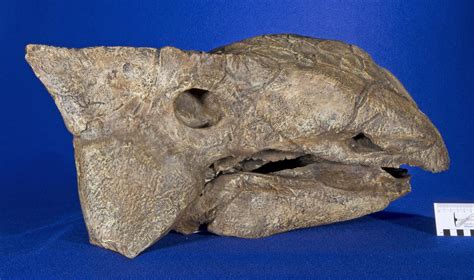 WitmerLab Dinosaur Skull Collection:ankylosaurus