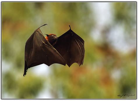 Fruit Bat | Megabat Animal Megabats constitute the suborder … | Flickr