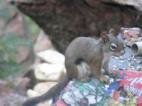 PINE SQUIRREL[ IDAHO- PHOTO BY RHODA ELLEN STEVENS BOUNDS | Squirrel ...