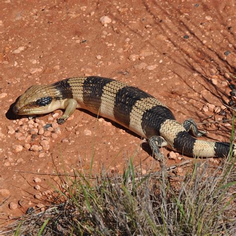 Blue tongue lizard | Uluru-Kata Tjuta National Park