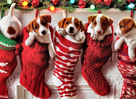 Jack Russell Puppies in Knitted Christmas Stockings - Totally Adorable!!!!! | Christmas puppy ...