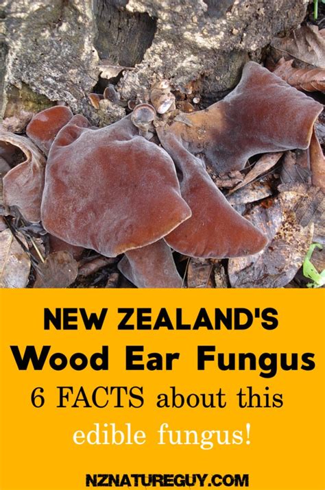 6 Facts About Wood Ear Fungus - New Zealand Nature Guy