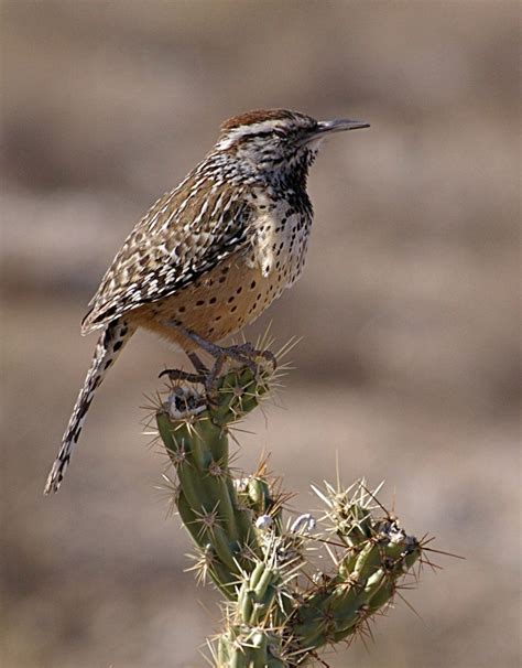 The state bird of Arizona is the cactus wren officially recognized in 1931. | Birds | Pinterest ...