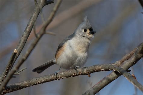 Tufted Titmouse | Audubon Field Guide